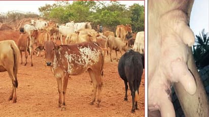 ಹಸುಗಳ ಕೆಚ್ಚಲಿನಲ್ಲಿ ಹುಣ್ಣು: ರೈತರ ಆತಂಕ
