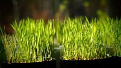 വൃക്ഷത്തൈ നട്ട് പരിപാലിച്ചാല് മതി, ഇവിടെ പരീക്ഷയില് പത്ത് മാര്ക്ക് അധികം കിട്ടും