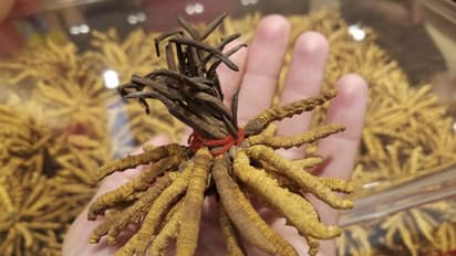 സ്വര്ണത്തേക്കാള് വിലയേറിയ 'ഫംഗസ്' വംശനാശ ഭീഷണിയിൽ