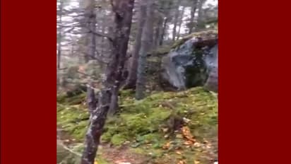 ശ്വസിക്കുന്ന കാട് - പിന്നിലുള്ള ശാസ്ത്ര രഹസ്യം പുറത്ത്