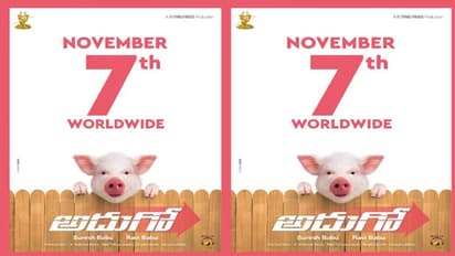 అదుగో.. పంది పిల్ల వచ్చేది అప్పుడే!