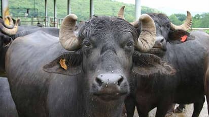 ತಹಸೀಲ್ದಾರ್ಗೆ ಲಂಚವಾಗಿ ಎಮ್ಮೆಯನ್ನೇ ಕೊಟ್ಟ ರೈತ!