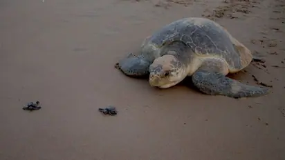 600 Olive Ridley turtles wash ashore: Are we failing the endangered?