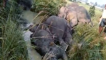 7 ಆನೆಗಳ ದುರಂತ ಸಾವು