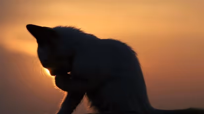 Sabarimala row turns gory: Image of severed head of cat 'belonging to ABVP activist' goes viral on Twitter, Facebook