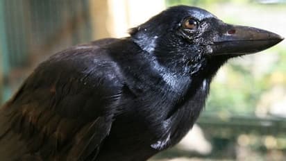 വീഡിയോ: ഇതാണോ ലോകത്തിലെ ഏറ്റവും ബുദ്ധിയുള്ള കാക്ക?