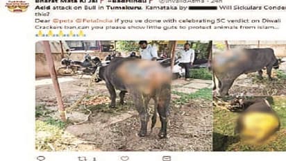 ಗೂಳಿ ಮೇಲೆ ಆ್ಯಸಿಡ್ ದಾಳಿ?