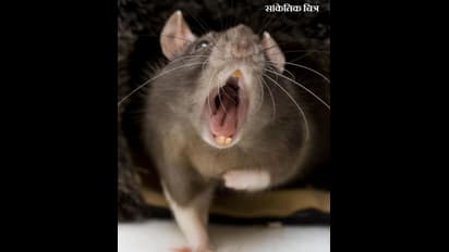 बिहार में बदहाल स्वास्थ्य सेवाएं, अस्पताल में चूहों ने नवजात को काटकर मार डाला