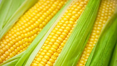 ಕೋಲಾರ: ಅಧಿಕಾರಿಯಿಂದ ಜೋಳದ ಕಿಟ್ ಅಕ್ರಮ ಮಾರಾಟ