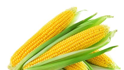 ചോളത്തിന്റെ ഈ പോഷക ഗുണങ്ങള് അറിയാതെ പോകരുത്