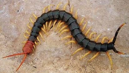 என்ன வீட்டிற்கு வந்த பூரானை கொல்லக் கூடாதா..? ஏன் அப்படி தெரியுமா..?