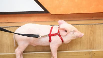 పందిపిల్లతో పాదయాత్ర (ఫోటోలు)