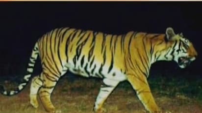 13 ಜನರ ಹಂತಕ ಹುಲಿ ಶಾರ್ಪ್ ಶೂಟರ್ ಗೆ ಬಲಿ