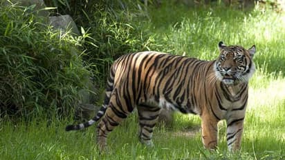 ఇంకో పులిని పొట్టనబెట్టుకున్నారు.. ట్రాక్టర్తో తొక్కించి మరీ