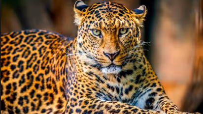 Almora: Smuggling racket dealing in animal skin busted, advocate arrested