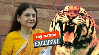 Maneka Gandhi takes up Tigress Avni case, heat rises on killer Nawab Shafath Ali Khan
