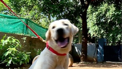 കാട്ടുപോത്ത് കേസില് ഉള്പ്പെട്ട ആദിവാസികളെ പട്ടിയെ ഉപയോഗിച്ച് കടിപ്പിച്ചതായി പരാതി