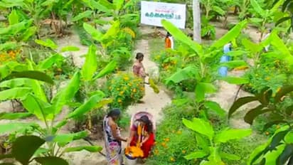 വാഴകൃഷിയില് വിജയം കൊയ്ത് വീട്ടമ്മമാര്