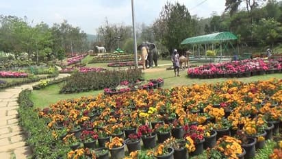 സന്ദര്ശകരില്ല; മൂന്നാര് ഫ്ലവര് ഷോയ്ക്ക് തിരിച്ചടി