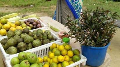 നീലകുറിഞ്ഞി പറിക്കുന്നത് കുറ്റകരമെന്ന് വനംവകുപ്പ്; വില്പ്പനയ്ക്ക് വച്ച് കച്ചവടക്കാര്