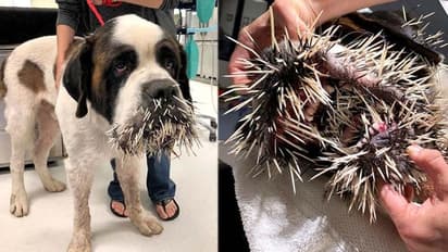 മുള്ളന് പന്നിയോട് കളിക്കാന് പോയ നായയ്ക്ക് കിട്ടിയ പണി