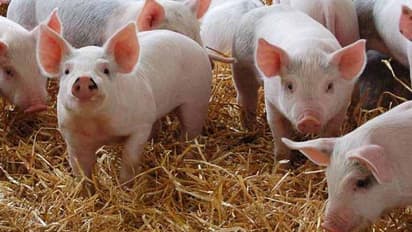 করোনা নিয়ে গোটা বিশ্ব দুষছে চিনকে, পাল্টা দিতে ভারত থেকে শুয়োর আমদানি বন্ধ করল বেজিং