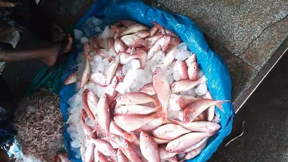 Goa says no to 'formalin-laced' fish from Karnataka
