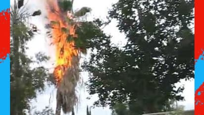 തെങ്ങിന് മിന്നലേറ്റു; വീട്ടുടമ തലനാരിഴയ്ക്ക് രക്ഷപ്പെട്ടു