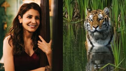 Anushka Sharma joins fight to save tigers with Project C.A.T