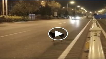 ಅಪಘಾತದಲ್ಲಿ ಸತ್ತ ಯಜಮಾನ, 80 ದಿನದಿಂದ ರಸ್ತೆಯಲ್ಲೆ ಶ್ವಾನದ ಮೌನ; ವಿಡಿಯೋ