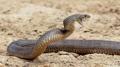 దివిసీమలో మళ్లీ పాముల కలకలం.. 7 పాములను కొట్టి చంపిన జనం