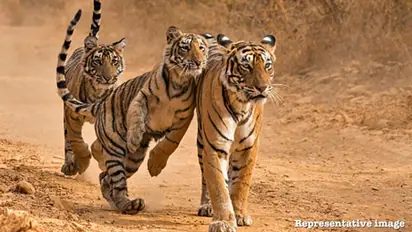 Cubs of tigress Avni surviving, but 3 other cubs die in a day