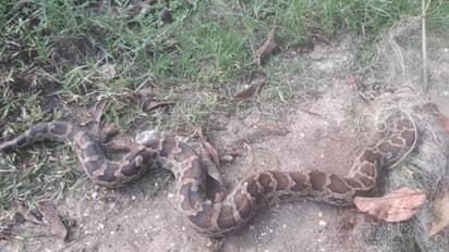 തോട്ടിലെ നീരൊഴുക്ക് തടസപ്പെട്ടു; വൃത്തിയാക്കാനിറങ്ങിയപ്പോള് പെരുമ്പാമ്പ്