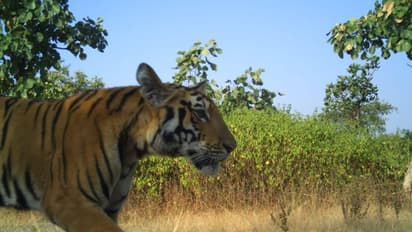 Tigress Avni’s female cub captured by forest officials in Maharashtra