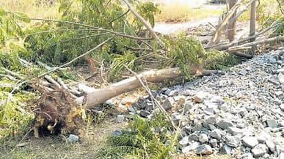 కేసీఆర్ మొక్కను నరికేశారు