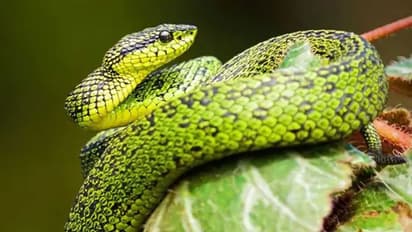 అరుదైన పాము.. విలువ రూ.9కోట్లు