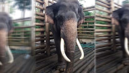 മുത്തങ്ങയുടെ പേടിസ്വപ്നം കല്ലൂര് കൊമ്പന് വീണ്ടും തടവറയില്