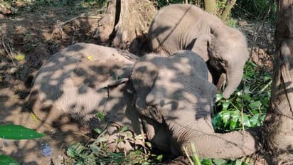 ಕೆಸರಲ್ಲಿ ಸಿಲುಕಿ ಒದ್ದಾಡುತ್ತಿರುವ ಅಮ್ಮನನ್ನು ಬಿಟ್ಟು ಕದಲುತ್ತಿಲ್ಲ ಮರಿಯಾನೆ