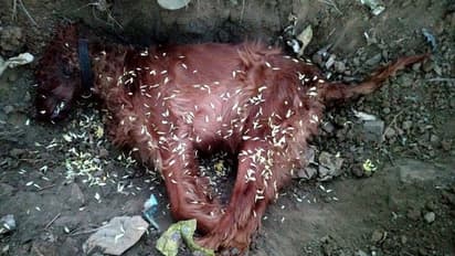 ಅಗಲಿದ ‘ಜಾನು’ಗೆ ಸಕಲ ಗೌರವ, ಶ್ವಾನಪ್ರೀತಿಗೆ ಸಾಟಿ ಯಾವುದು?