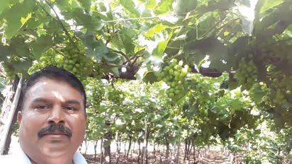 How Modi sarkar’s soil-testing scheme helped Nashik retain India’s ‘wine capital’ tag