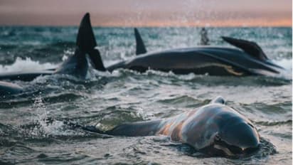 'നൂറ്റിയമ്പതോളം തിമിംഗലക്കുഞ്ഞുങ്ങള്ക്ക് നടുവില് നിസ്സഹായതയോടെ...'