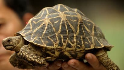 ಆಮೆ ನಿಮ್ಮ ಜೀವನದಲ್ಲಿ ಶಾಂತಿ ಮತ್ತು ಸಮೃದ್ಧಿಯನ್ನು ಹೇಗೆ ತರುತ್ತದೆ!!