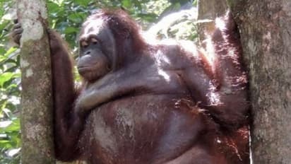 രോമങ്ങൾ വടിച്ചു, ആഭരണങ്ങൾ ധരിപ്പിച്ചു; മനുഷ്യകുരങ്ങിനെ ലൈംഗിക അടിമയാക്കിയത് ആറ് വർഷം