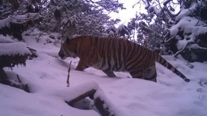 ഹിമാലയ പര്വ്വതനിരകളില് കടുവകളുടെ സാന്നിധ്യം സ്ഥിരീകരിച്ചു