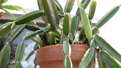 மூட்டு வலிக்கு நிரந்தர தீர்வு கிடைக்க! பிரண்டையை எவ்வாறு பயன்படுத்தணும் தெரியுமா? 