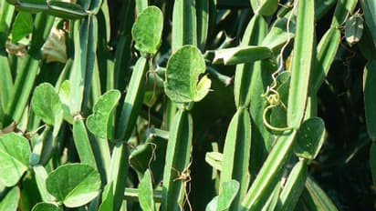 மூட்டுவலியை மட்டுமில்ல முன்ஜென்ம வினைகளையும் போக்கக்கூடிய சக்தி இந்த ''பிரண்டைக்கு'' உண்டு என்று தெரியுமா!