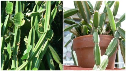 எலும்பு முறிவா..? பிரண்டை...! இப்படி ஒரு அற்புதம் நன்மை கிடைக்கும் என்று உங்களுக்கு தெரியுமா..?