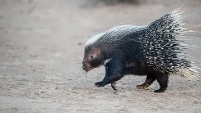 Kasargod man dies in tunnel while attempting to catch porcupine
