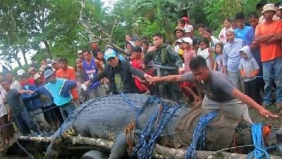 15.6 അടി നീളം, 500 കിലോ തൂക്കം; നീണ്ട പരിശ്രമത്തിനൊടുവിൽ ആ നരഭോജിയെ കീഴടക്കി