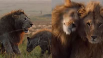 കഴുതപ്പുലികൾ വളഞ്ഞിട്ട് ആക്രമിച്ച സിംഹത്തിന് തുണയായി പെൺസിംഹം; വീഡിയോ